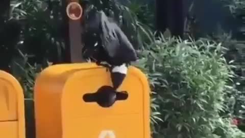 Crow smarter than human