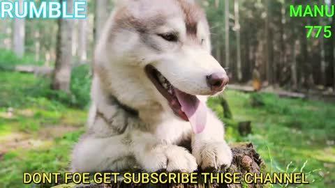 Aww Animals!ANIMALS AWA VIDEO!AWA ANIMALS DOG!DOGE BEST VIDEO!