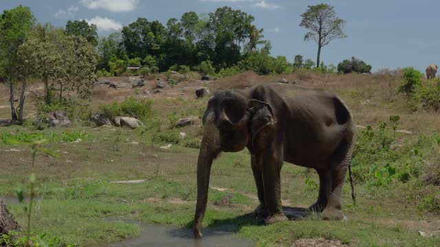 Elephant getting wet with its trunk