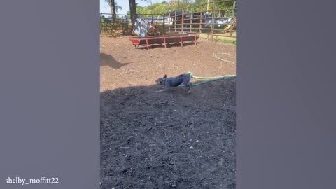 Funny Cats, Dogs Videos 2024 😅 Best Funniest Animal Videos Of The week