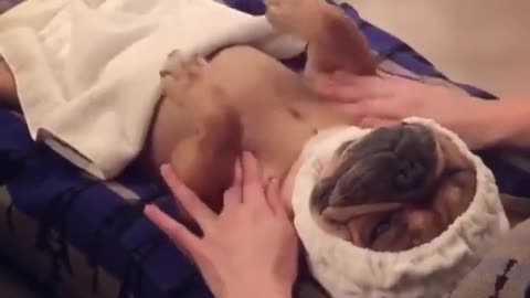 Funny and smart dog