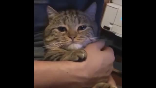 Crying cat