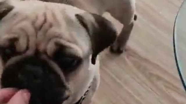 The best funny cats and dogs