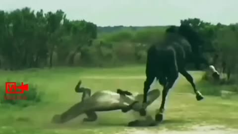 Animal kicked Wild Animal Fight