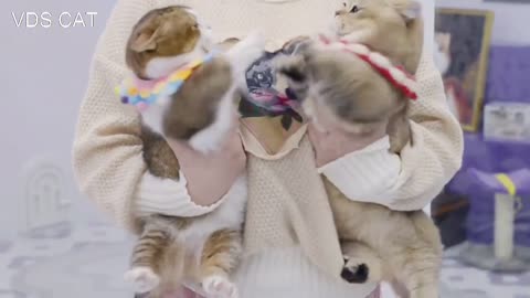 Cute cat fighting each other