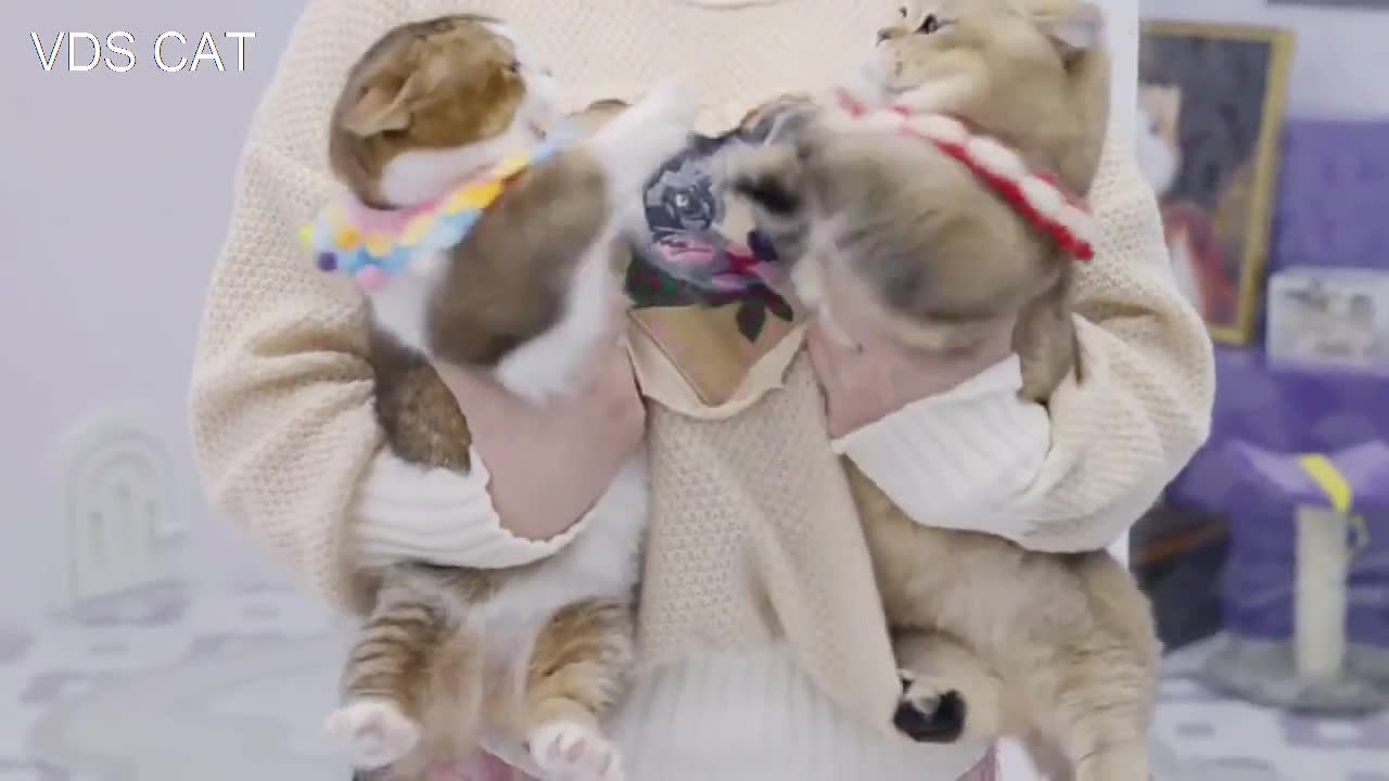 Cute cat fighting each other