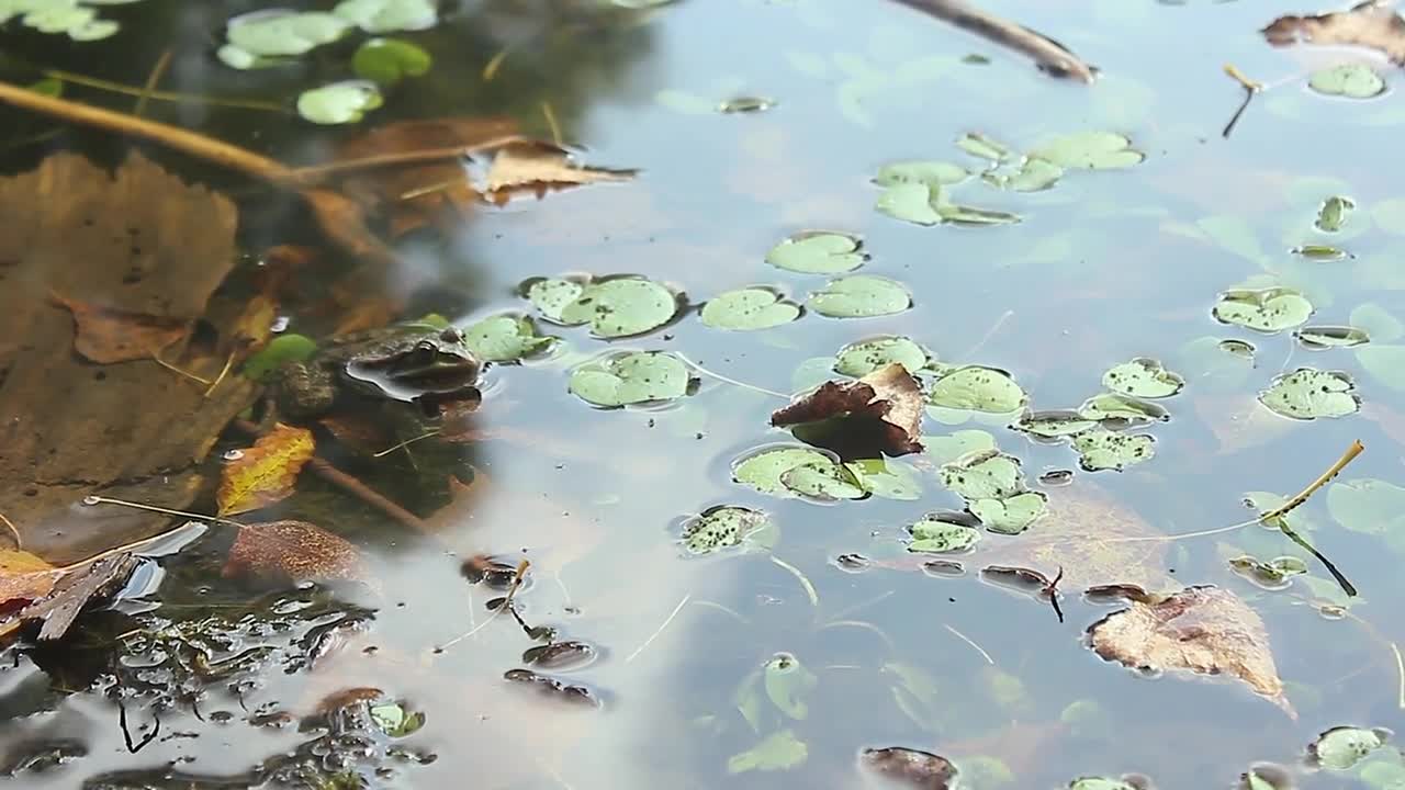 a frog in the water