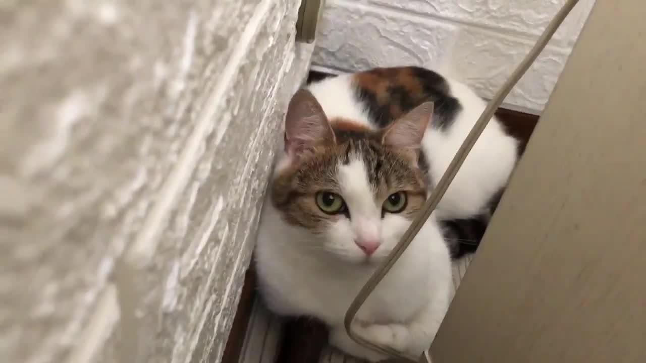 hiding cat who does not like take shower