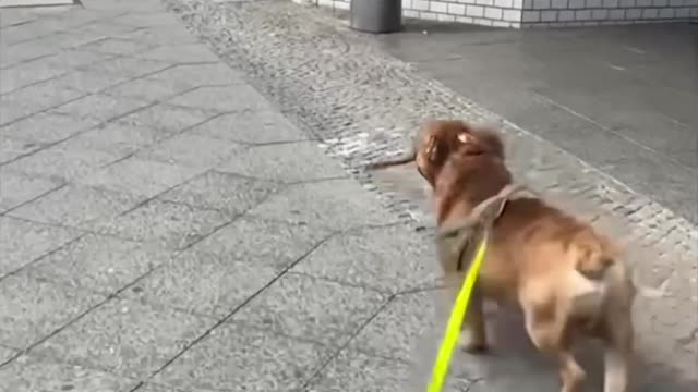 bulldog video##&&&