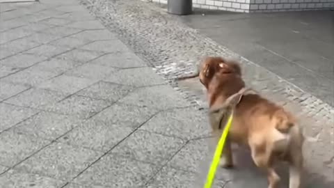 bulldog video##&&&