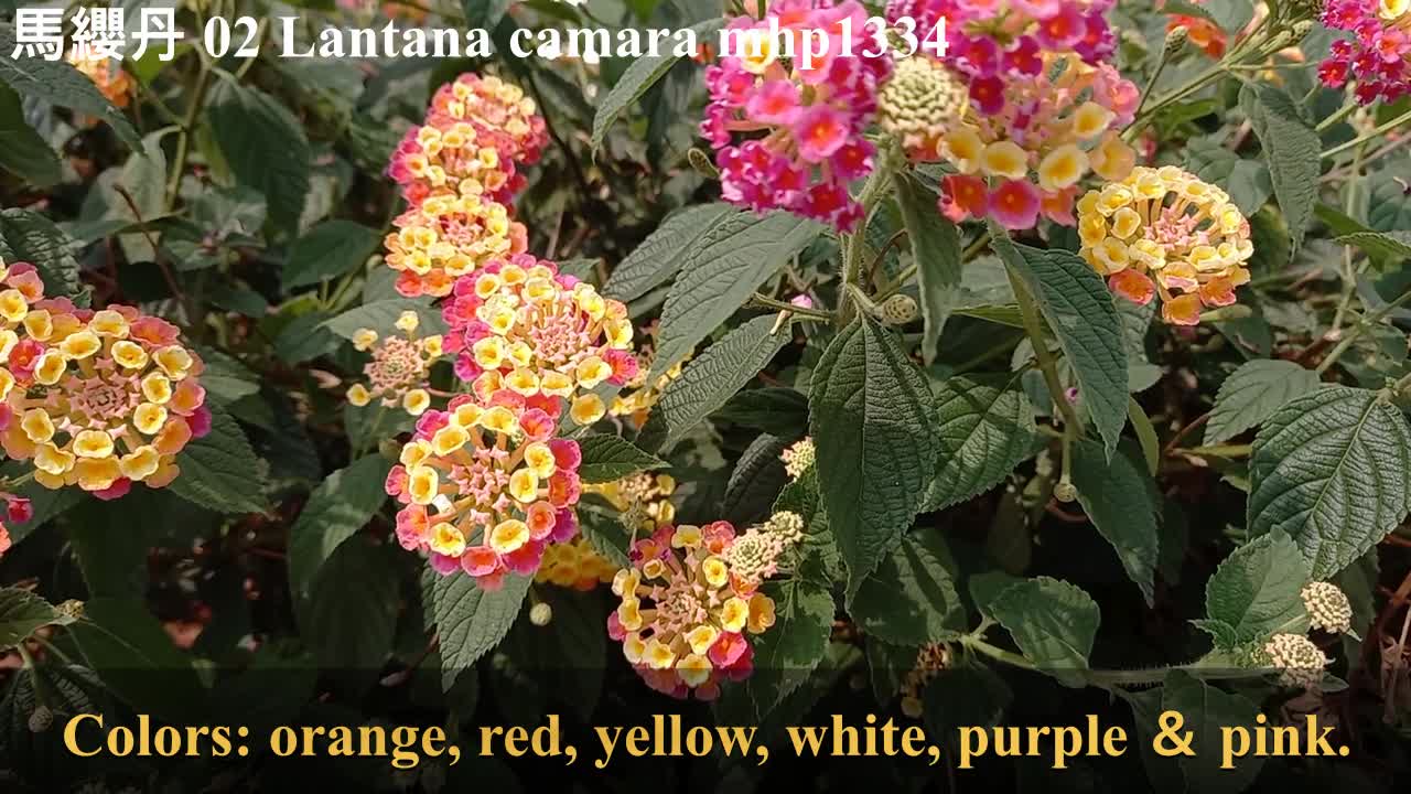 馬纓丹 Lantana camara, mhp1334, Apr 2021