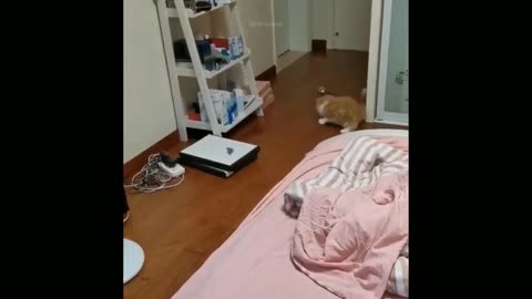 Crazy cats expression and reactions