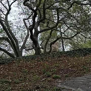 Cleopatra's Needle (Hidden NYC)
