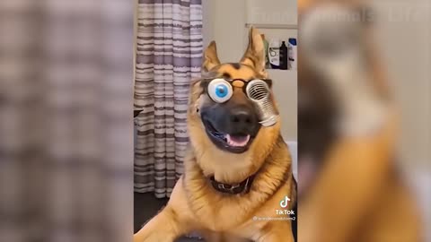 Funniest Dogs And Cats Videos - Best Funny Animal Videos 2022 🤣