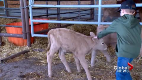 Extremely rare triplet calves born on southern Alberta farm