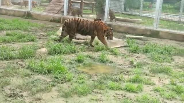 tiger likes to walk by itself