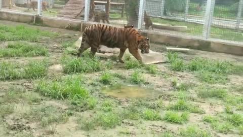 tiger likes to walk by itself