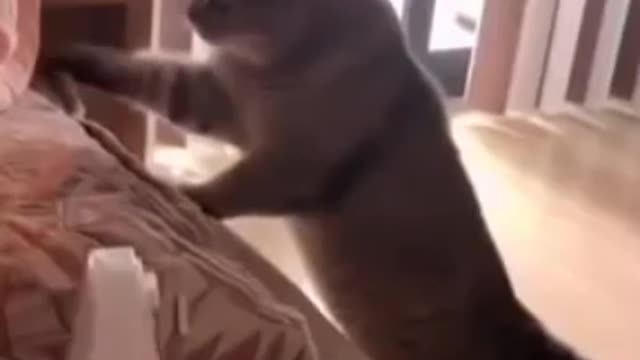cute cat, cute cat videos, cute cats and kittens, cute cat videos funny, cute cat and dog videos