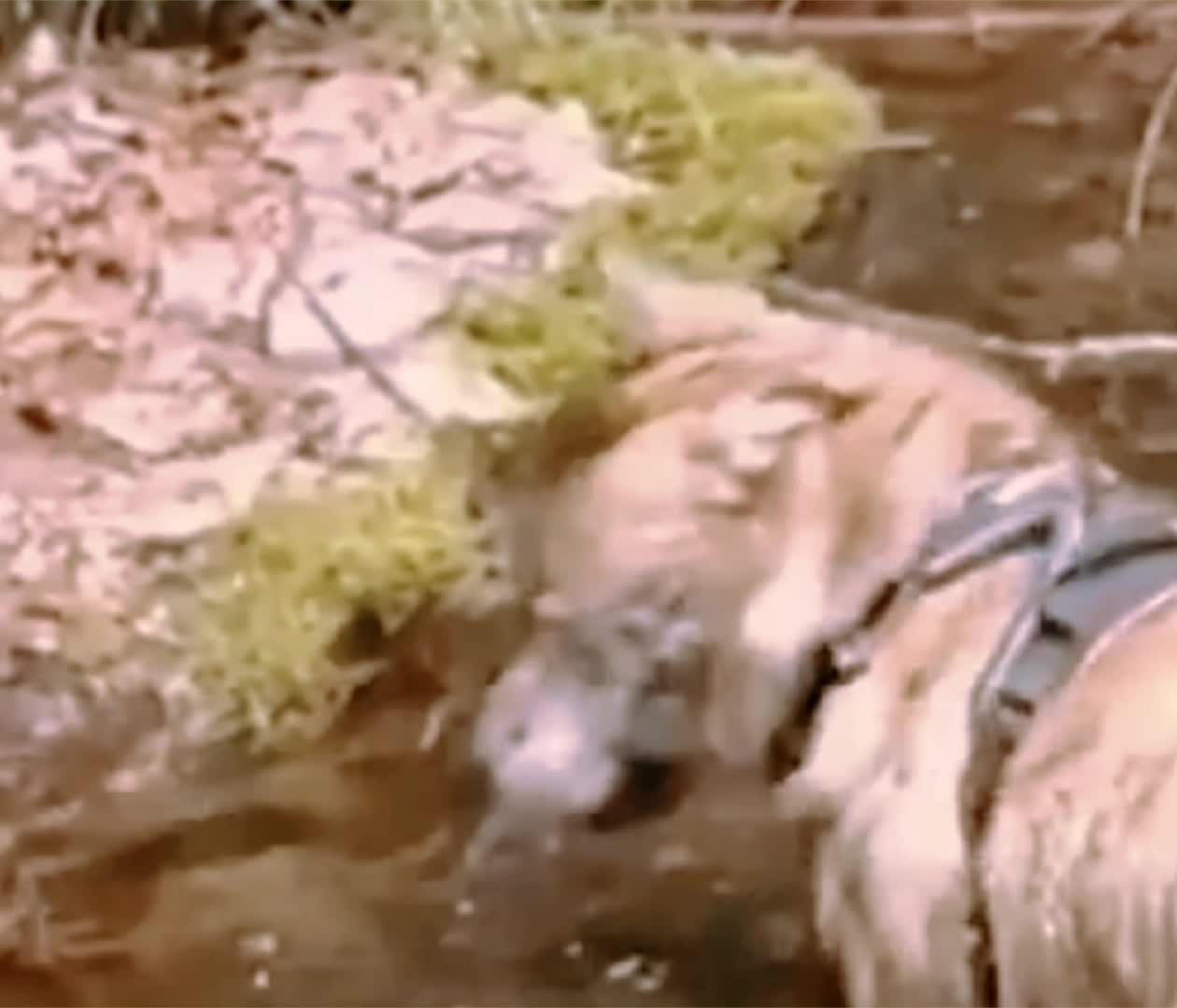 Iaughing dogs