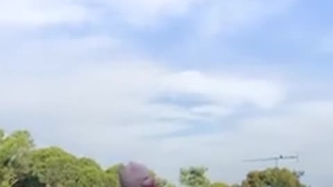 Radiant Red Parrot Brings Girlfriend Over To Meet The Woman He Visits Every Day