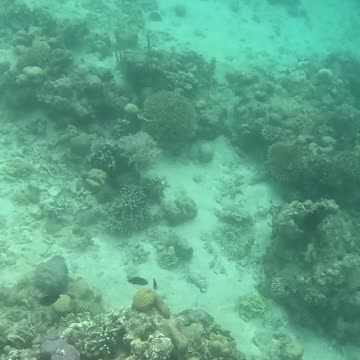 It’s Snorkeling Time!