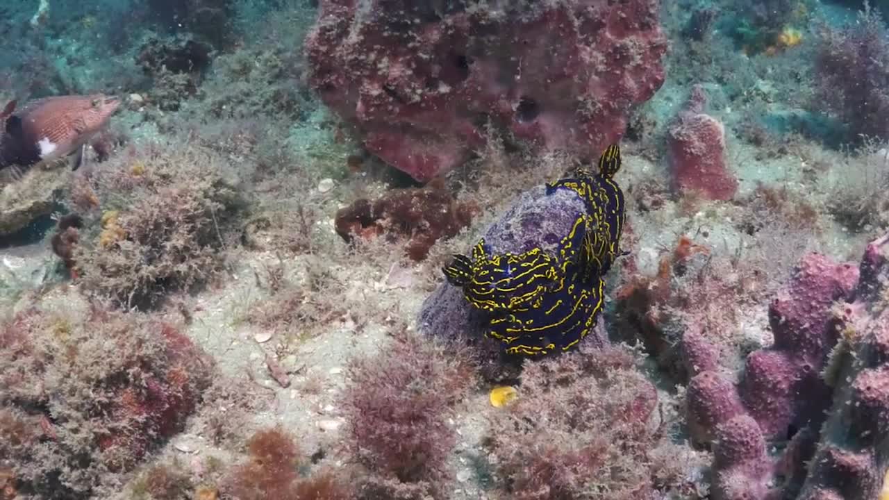 Research in Gray's Reef National Marine Sanctuary