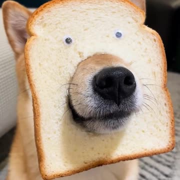 A new species, the bread dog