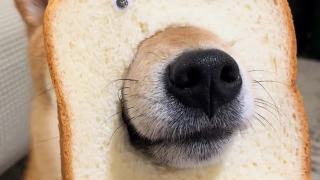 A new species, the bread dog