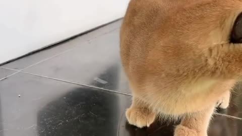 Gato caracal juega con pajarito.