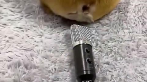 Funny Animals videos