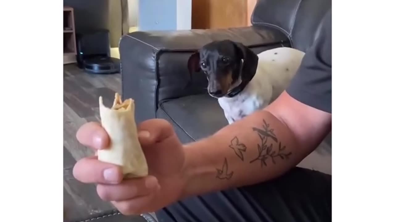 That little Meatloaf loves them burritos