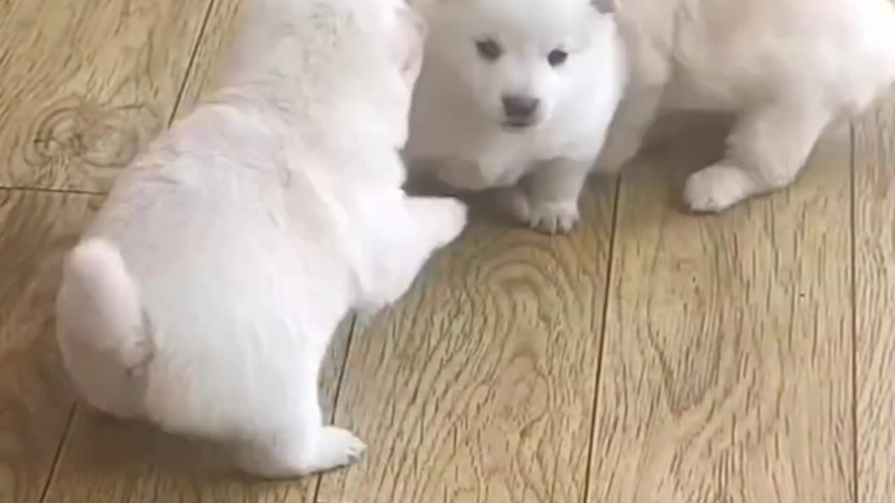 Helping me Babu my dog # dog Lower# Funny video# bertshar# viral# viral video#