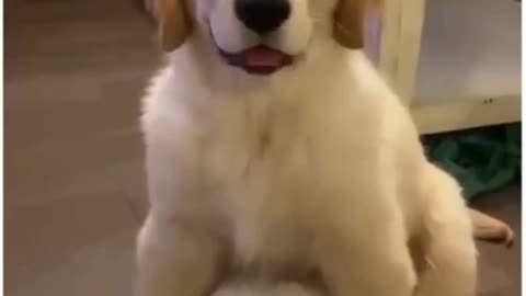 Funny puppies videos (5)