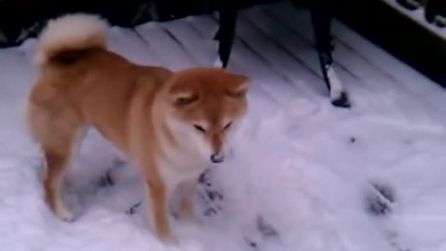 Dog Sees Snow For the first Time and He Goes Crazy | My Dog First Snow