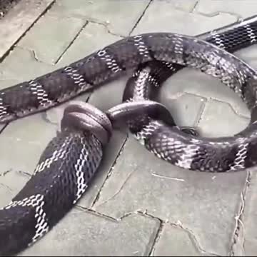 King Cobra eating a snake