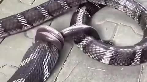 King Cobra eating a snake