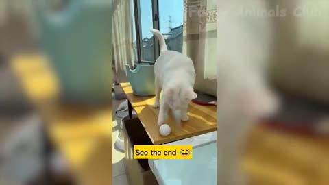 Funny Animal Videos 2022 😂 - Funniest Dogs And Cats Videos 😺😍