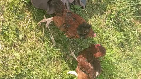 little chicken fight