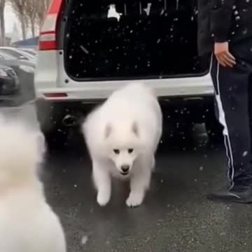 Laughable Puppies and kittens 2021 (3)