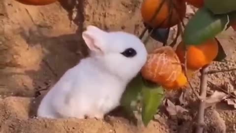 funny animal videos lol