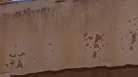 Funny Cat 😺😂 video