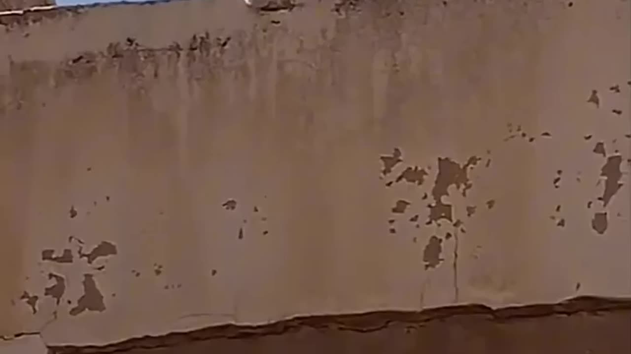 Funny Cat 😺😂 video