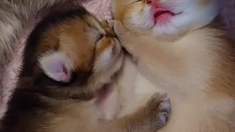 cute cats