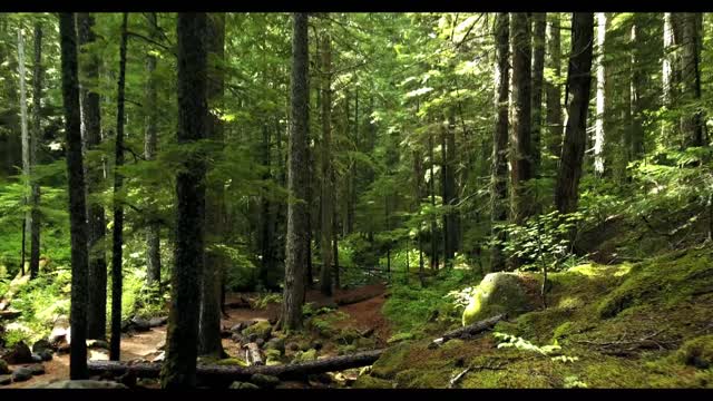 Forest Sounds for Meditation