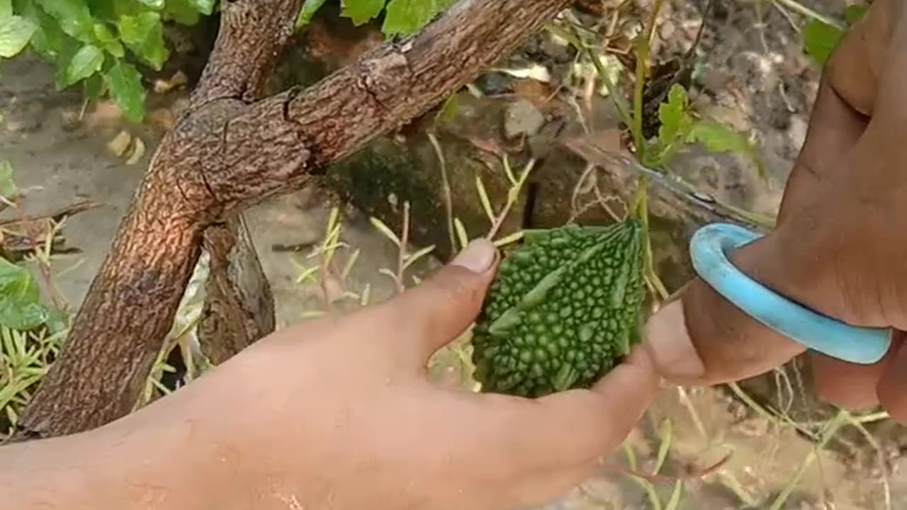 Organic vegetables harvesting