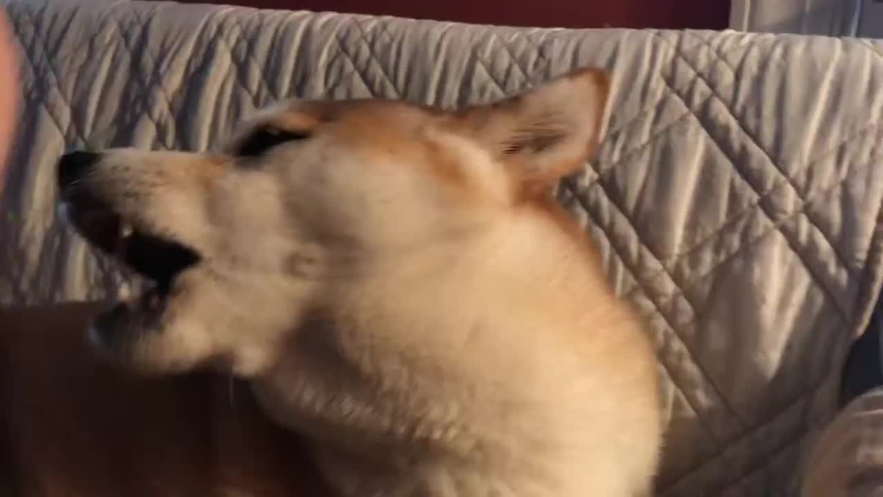 Shiba Voices