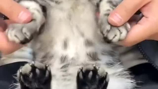 Adorable cat dances to the music stylishly