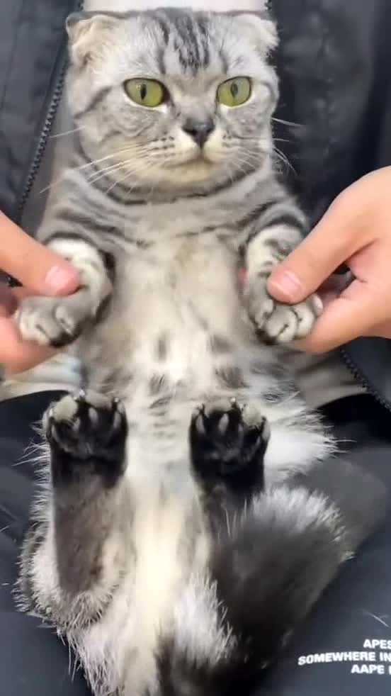 Adorable cat dances to the music stylishly