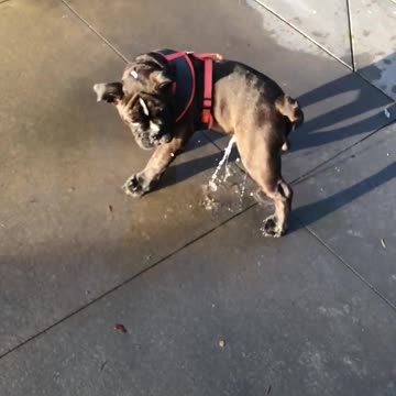 Black Dog Playing with Water (9)