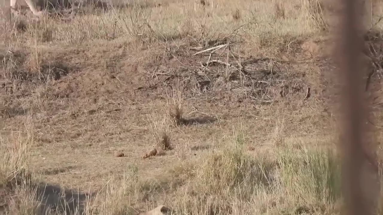 Fastest CHEETAH HUNTING FAILS HUNT IMAPALA